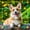 Yellow Green, variant on Manfei Corgi Dog Corgi Twin Quilt Set, Neon Doodle Twin Coverlet Set, Green Gold, 2pcs, 1 Bedspread and 1 Pillowcase