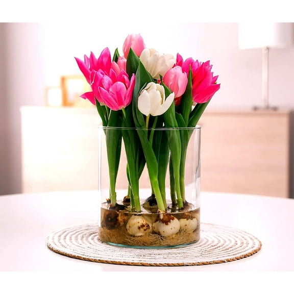 Jessica's Best Tulip Blend | 10 Bulbs, Stunning Mix of Colors to Grow