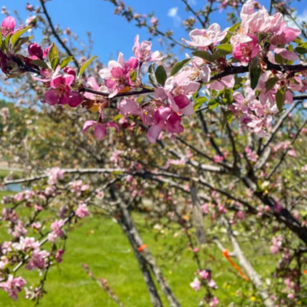 Expert Gardener 24" Pink-Red Crabapple Live Plants in 11" Grower Pot, Disease-Resistant