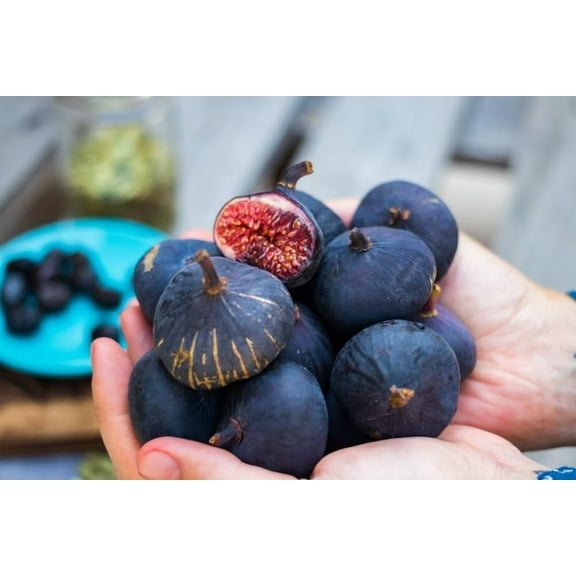 Black Mission Fig Seedlings for Planting - Grow Delicious Fig Plants (1 Seedling)