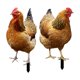 thumbnail image 5 of Estatua de Gallina, Estacas de Jardín, Esculturas Decorativas de Animales, Figuras de Pollo de Arte de Patio, Inserto de Tierra para Decoraciones de P, 5 of 8
