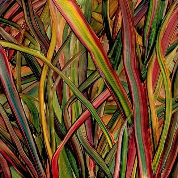 Where Wildness Grows (Vinyl)