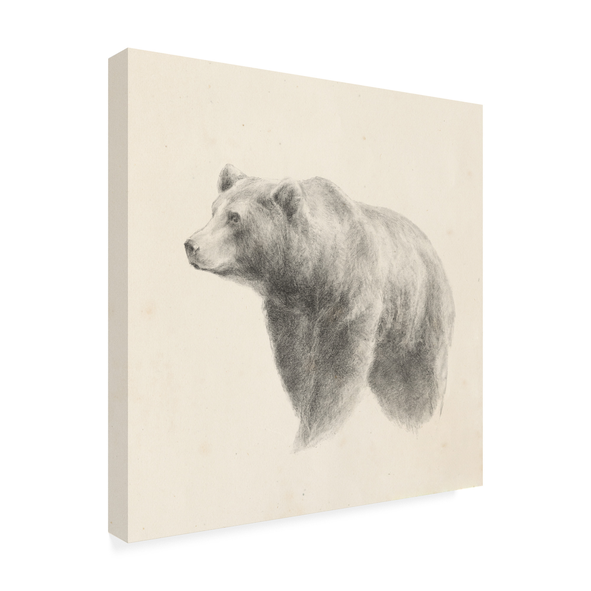 Trademark Fine Art 'Western Bear Study' Canvas Art by Ethan Harper