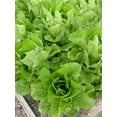 thumbnail image 2 of Jericho Romaine Lettuce Seeds for Planting, 500+ Heirloom Seeds Per Packet, (Isla's Garden Seeds), Non GMO Seeds, Botanical Name: Lactuca Sativa, Great Home Garden Gift, 2 of 5