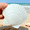 white, 6pcs, variant on Sinkoo 6 Pcs 4-5inch Large Scallop Shells for Crafts, Natural Sea Beach Scallop, Large Sea Shells for Painting, Mermaid, Seashells Beach Theme Decor for Home