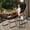 Black/3 PC, variant on Tappio 3 PCS Wicker Papasan Egg Chair, Outdoor Patio Basket Lounge Chair Indoor Oversized Egg Lounger with Thick Cushion and Table for Living Room Bedroom Balcony Porch, Beige