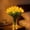 Yellow, variant on Radiant Romantic Tulip Light 15PCS LED Tulip Bouquet Lamp, Twinkling Artificial Flowers Night Light for Bedroom Bedside Decor, Romantic Gift