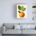 thumbnail image 3 of Vision Studio 'Antique Fruit I' Canvas Art, 3 of 3