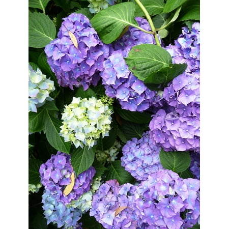 Zebra Print Artificial Flowers Acrylic Face Mounted Prints Plant Rustic Flowers Leaf Flower Flowers Hydrangea Print 20 x 16. Worry Free Wall Installation - Shadow Mount is Included. ()