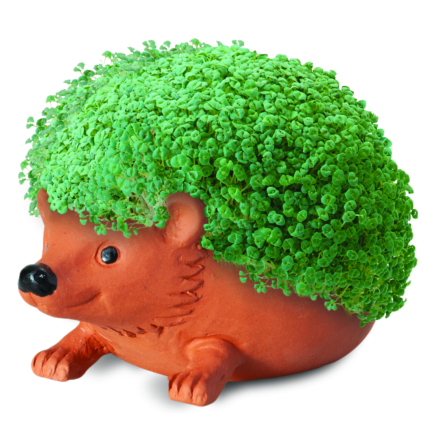 Chia Pet Hedgehog Decorative Planter Clay 1 pk - image 3 of 4