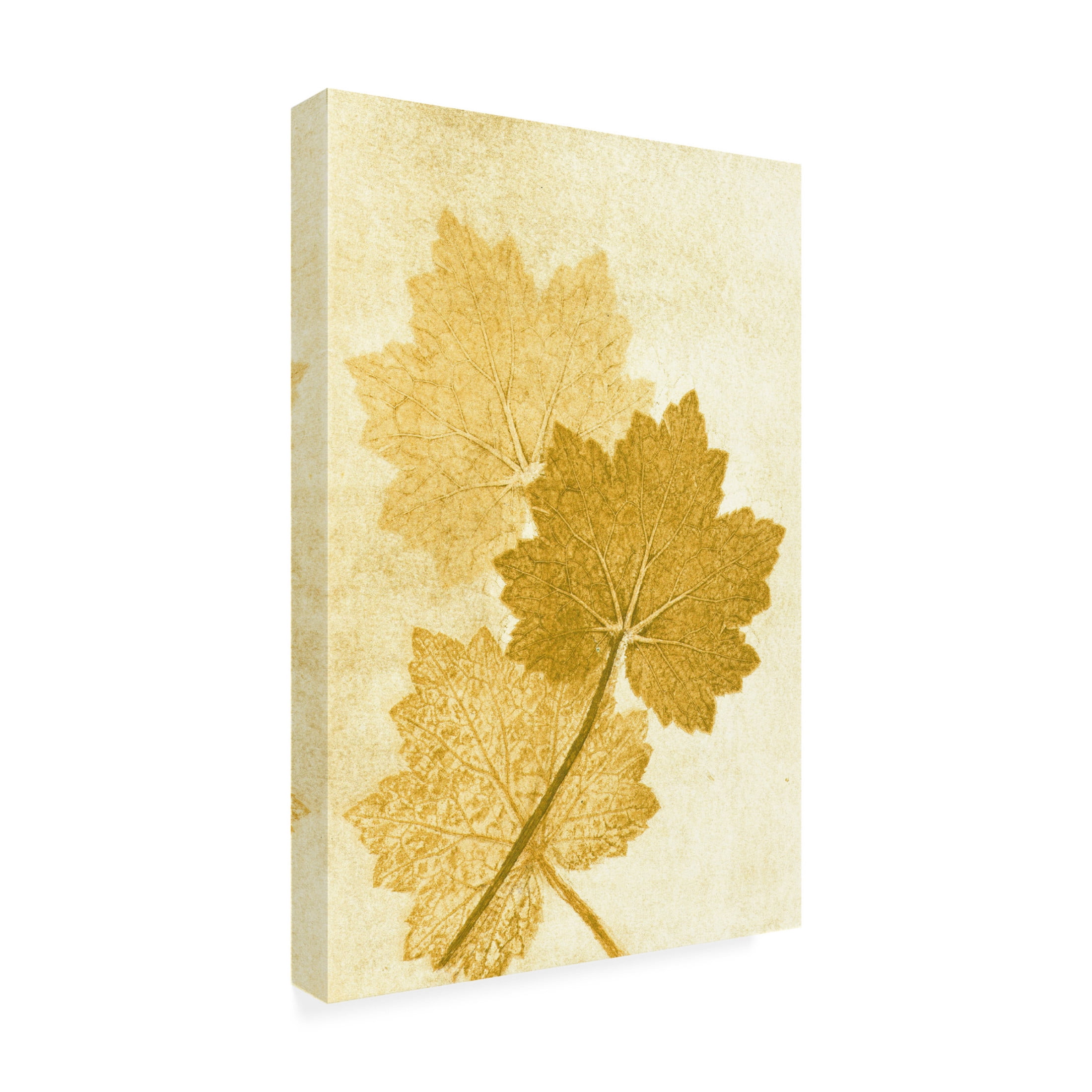 Canvas Wall Art - Pernille Folcarelli 'Alumroo Amber' Wall Art for Living Room, Bedroom, or Office Décor by Trademark Fine Art - 12 x 19 Inches