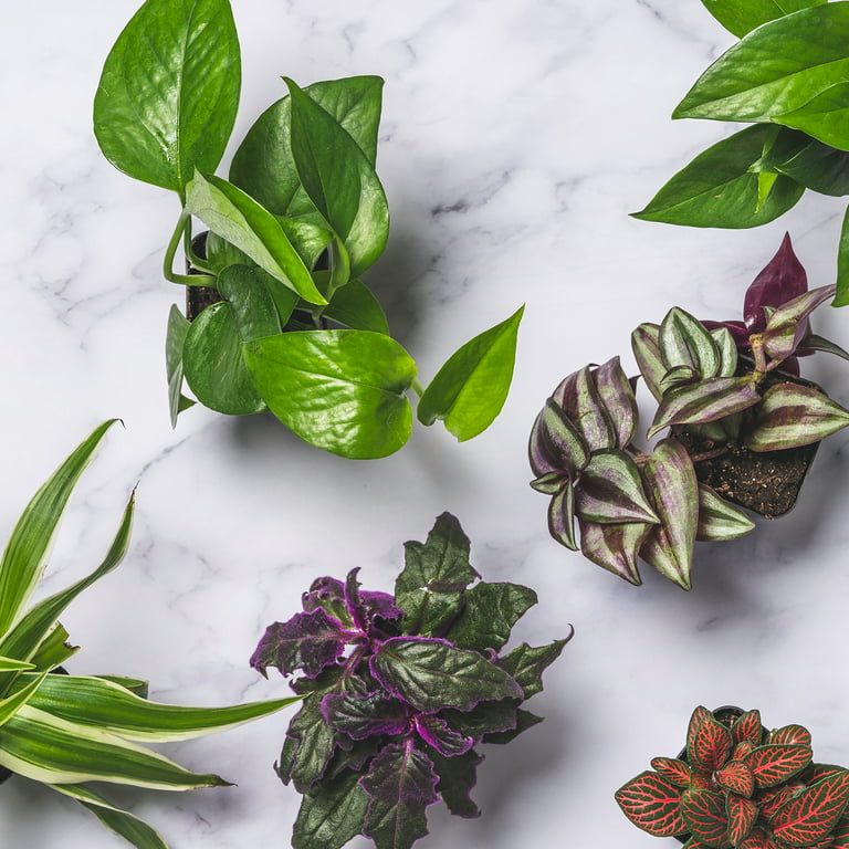 All of The Essential Houseplant Accessories Every Indoor Plant