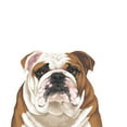 thumbnail image 3 of WIRESTER 5" x 5" Vinyl Decal Sticker For Notebook, Ipad - Full English Bulldog, 3 of 5