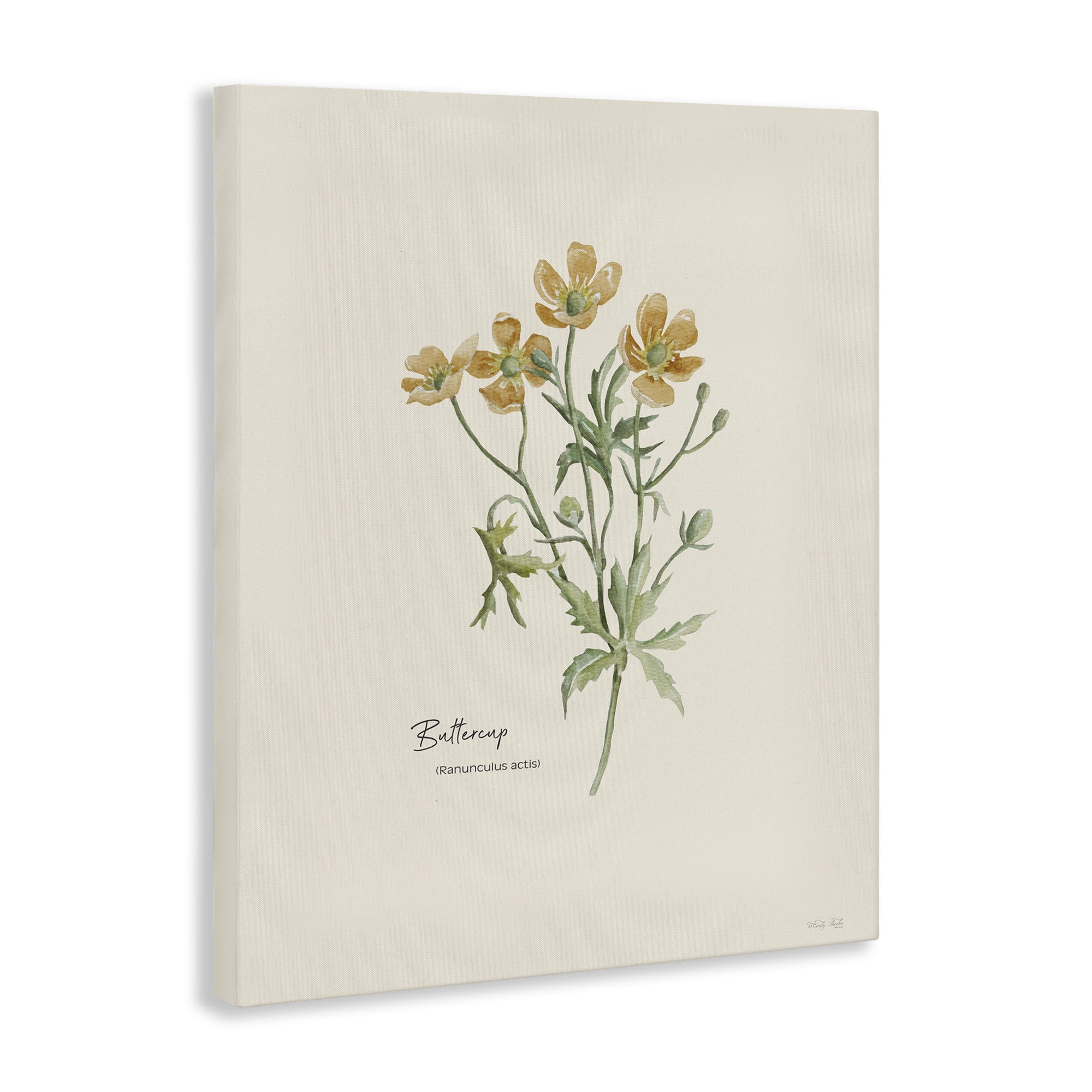 Stupell Industries Simple Buttercup Flowers Botanical & Floral Painting Gallery Wrapped Canvas Art Print Wall Art, 30 x 40