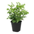 thumbnail image 2 of 3.25 in. Campsis Hot Lips Live Perennial with Full Sunlight (3-Pack), 2 of 9