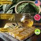 thumbnail image 2 of Comfrey Salve DNA Organics para curar huesos tejidos, 60 ml, 2 of 5