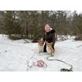 thumbnail image 3 of Jinsinto Piquets Chromés pour Chiens - Attaches Robustes - pour Chiens (Piquets pour Chiens), 3 of 6