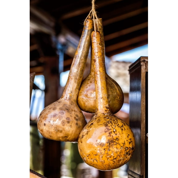 30 Seeds DIPPER GOURD Siphon Gourd Green Lagenaria Siceraria Vegetable Seeds