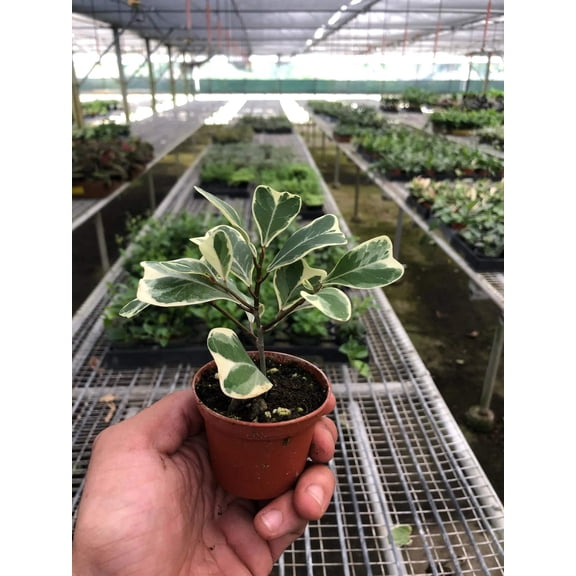 Ficus Elastica 'Triangularis' Variegated, 3' Pot, Indoor Houseplant, Easy Care, Live Plant for Indoor & Outdoor