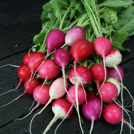 Organic Easter Egg Radish - 1 OZ ~2 675 Seeds - Organic Heirloom Open Pollinated Non-GMO Farm & Vegetable Gardening Seeds