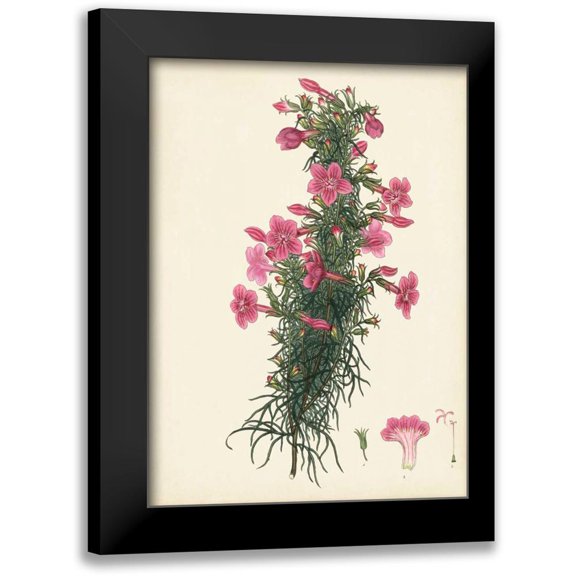 Unknown 11x14 Black Modern Framed Museum Art Print Titled - Splendors of Botany XII