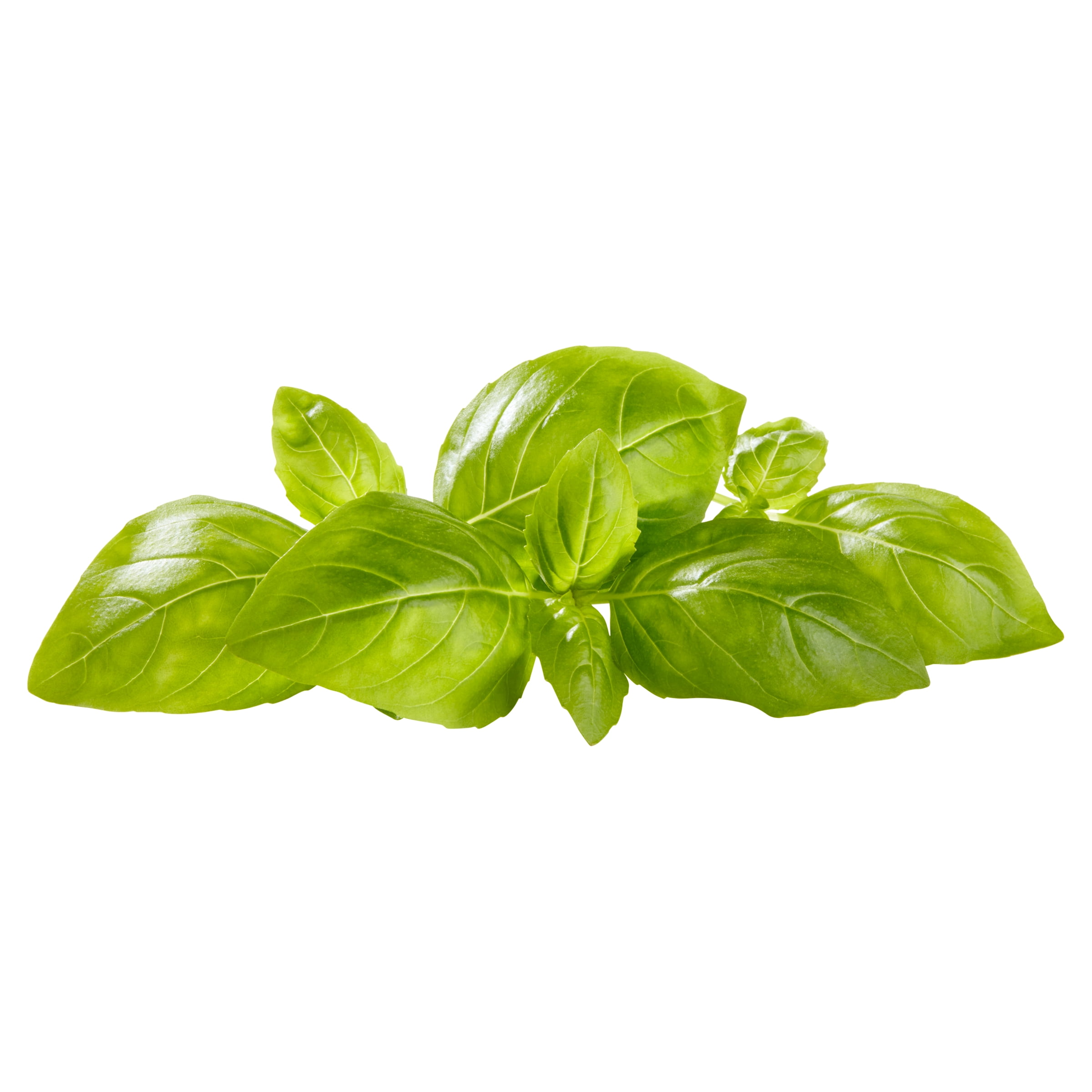 Fresh Basil, 0.5 oz Clamshell