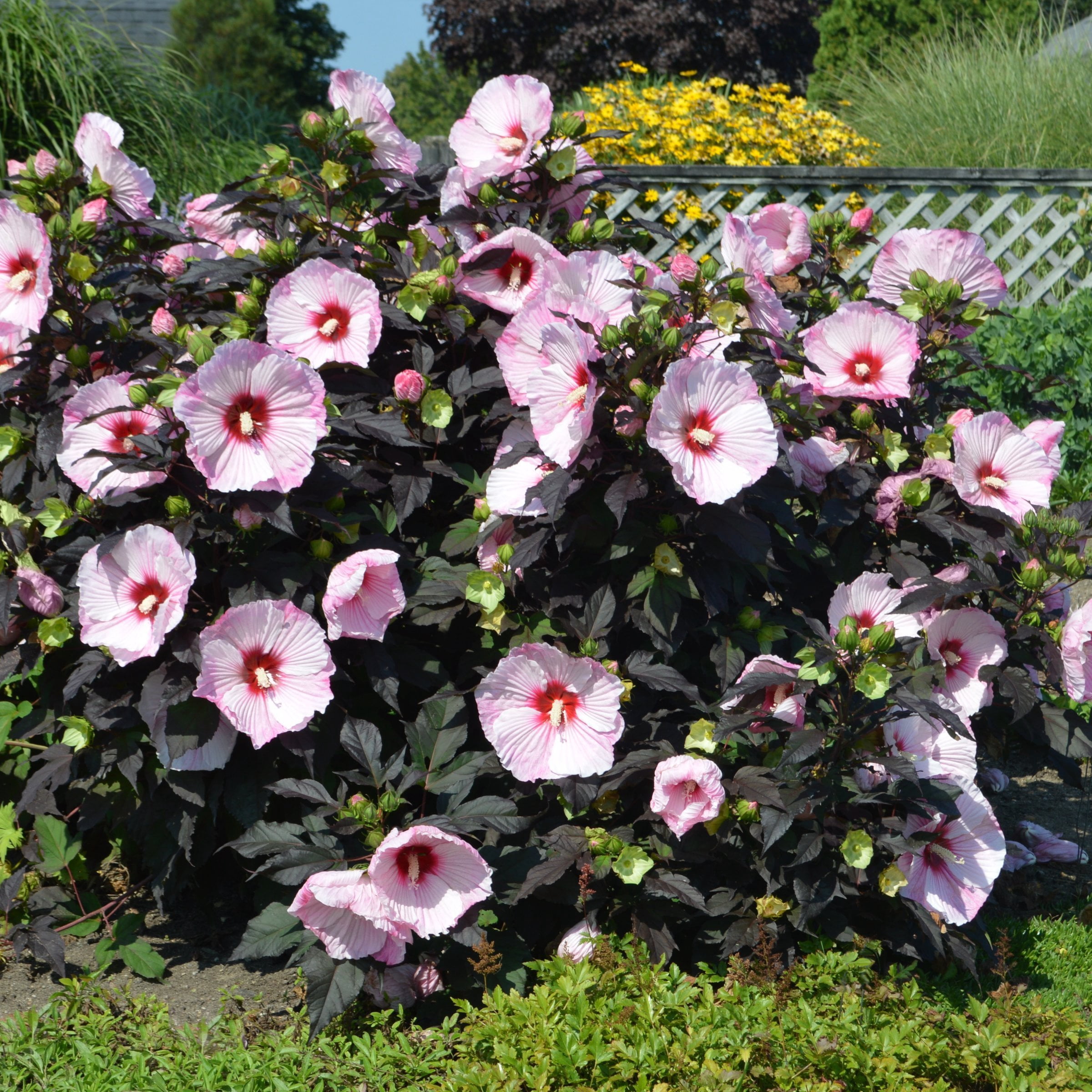 National Plant Network Bare Root Hibiscus Head Over Heels Blush (5-Pack)