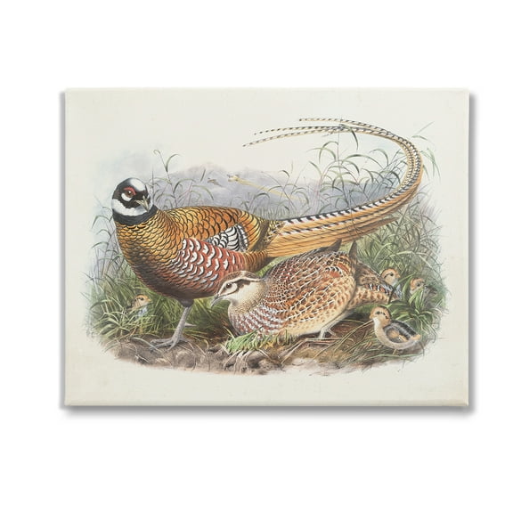 Stupell Industries Pheasant Family in Nature Animals & Insects Painting Gallery Wrapped Canvas Art Print Wall Art, 20 x 16