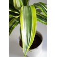 thumbnail image 4 of Dracaena Lemon Lime Cane - Dragon Tree - 3 Staggered Canes - Live Plant in an 10 Inch Growers Pot - Dracaena Warneckii "Lemon Lime' - Florist Quality Beautiful Indoor Air Purifying Houseplant, 4 of 6