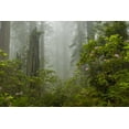 thumbnail image 2 of Illg, Cathy and Gordon 14x11 White Modern Wood Framed Museum Art Print Titled - California, Redwoods NP Fog and rhododendrons, 2 of 4