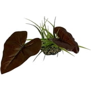 Komodo Rainforest Canopy Terrarium Plant