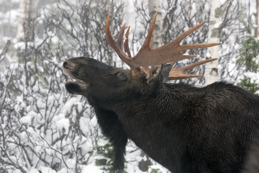 Moose Male In A Posture Known As Flemen During The Rut The Bull Tests For Airborne Chemical Signals From The Cow Forested Area Covered With Snow Alces Alces Gaspesie National Park Province Of Quebec C