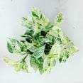 thumbnail image 3 of American Plant Exchange Marble Queen Pothos Hanging Basket, 8-Inch Pot, Live Vining Houseplant, Perfect for Patios and Porches, 3 of 6