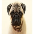 thumbnail image 3 of Ambesonne Pug Duvet Cover Set, Pure Bred Dog Photograph, 2-Calking, Pale Brown Black, 3 of 3