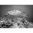 thumbnail image 3 of Deng, Yumian 18x14 Black Modern Framed Museum Art Print Titled - Sea Turtle At Sipadan, 3 of 5