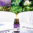 thumbnail image 5 of Aromatherapy Water Soluble Oil Aromatherapy Suitable For Humidifier 10ml, 5 of 5
