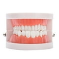 thumbnail image 2 of Modelo de encías para dentaduras postizas dentales, 28 piezas, modelo de dientes para adultos estándar, herramienta de enseñanza médica, 2 of 9