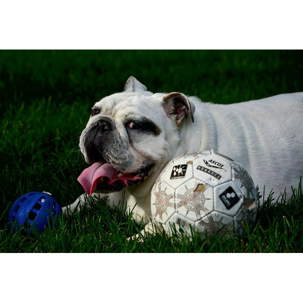 Dog Language Game English Bulldog Bulldog Animal20 Inch By 30 Inch