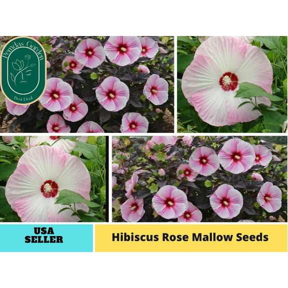 30 seeds| Hibiscus Seeds, Rose Mallow seeds, - Authentic Seeds ~ GMO Free ~ Seeds~Flower seeds~ Vegetable seeds~ Asian Garden~Herbs B5G1