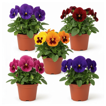 3 - 5 '' Pansy Plants Live, Set 2 Assorted Pansies Flower Plant, Live Pansy Plant for Indoor Gardening