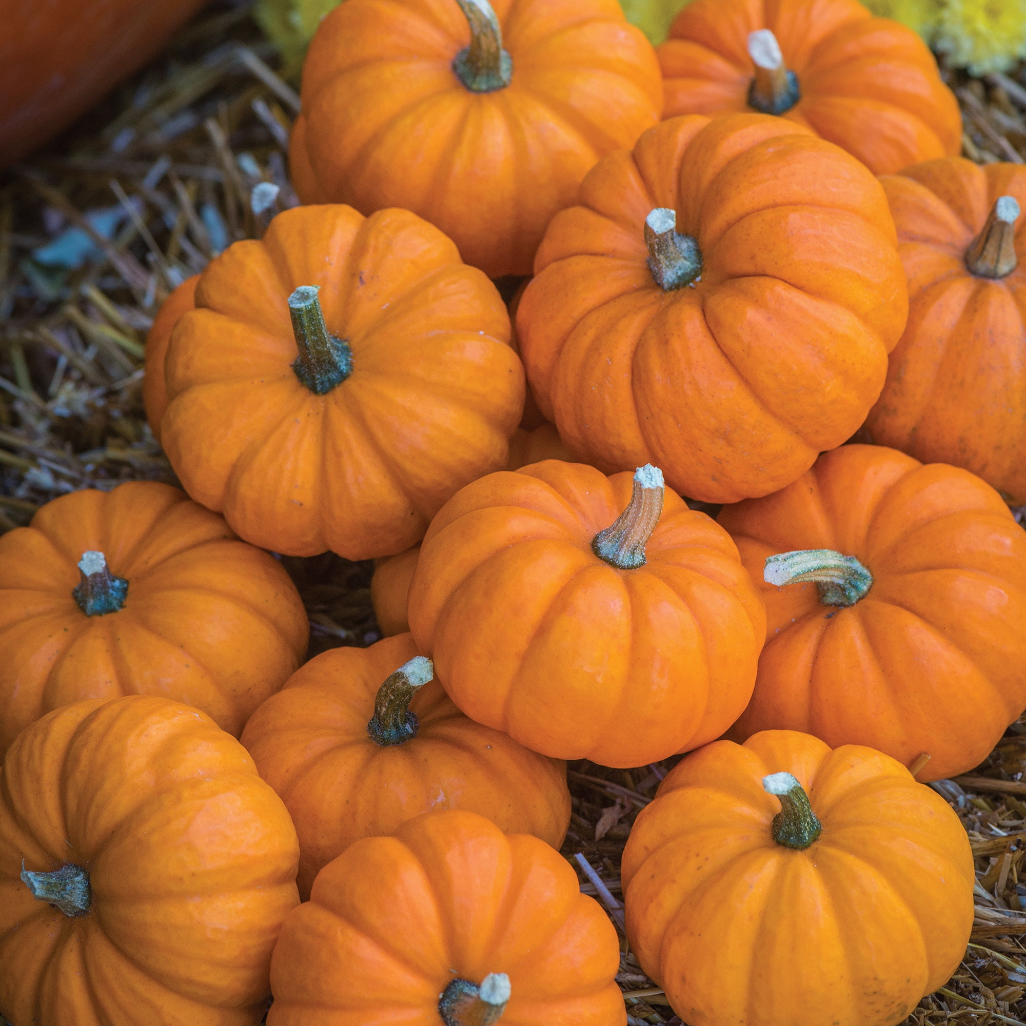 Burpee Jack Be Little Pumpkin Vegetable Seed, 1-Pack