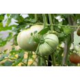 thumbnail image 2 of 50 Seeds WHITE Wonder BEEFSTEAK TOMATO Lycopersicon 1 - 2 lb Fruit Vegetable Seeds, 2 of 5