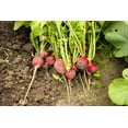 thumbnail image 5 of 2000 Seeds CRIMSON GIANT RADISH Raphanus Sativus Vegetable Seeds, 5 of 11