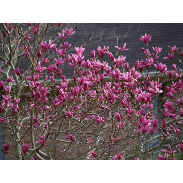 Betty Magnolia Tree The Betty Magnolia Tree is a stunning ornamental