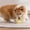 Yellow, variant on Byujiro Durable Ring Dog Chew Toy Indestructible Teething & Training Ring Interactive Tug Toy for Boredom Relief & Dental Care