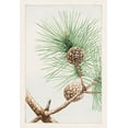 thumbnail image 2 of Morikaga, Megata 14x18 White Modern Wood Framed Museum Art Print Titled - Matsu pine, 2 of 4