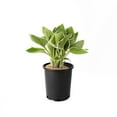 thumbnail image 1 of 2 Gallon (7.5L) Francee Hosta, 1 of 4