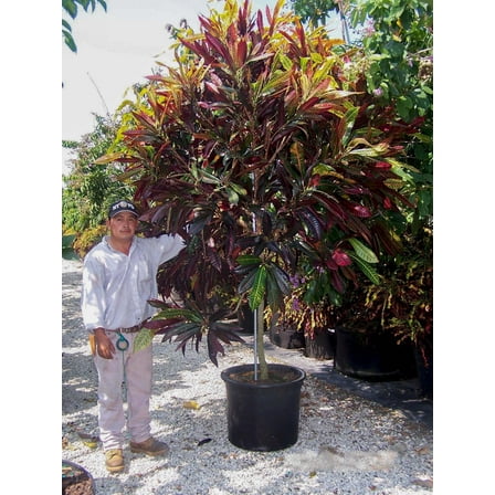 Croton-Codiaeum-Colorful indoor plant  10" Pot
