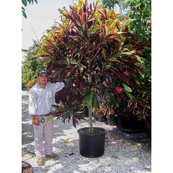 Croton-Codiaeum-Colorful indoor plant  10" Pot