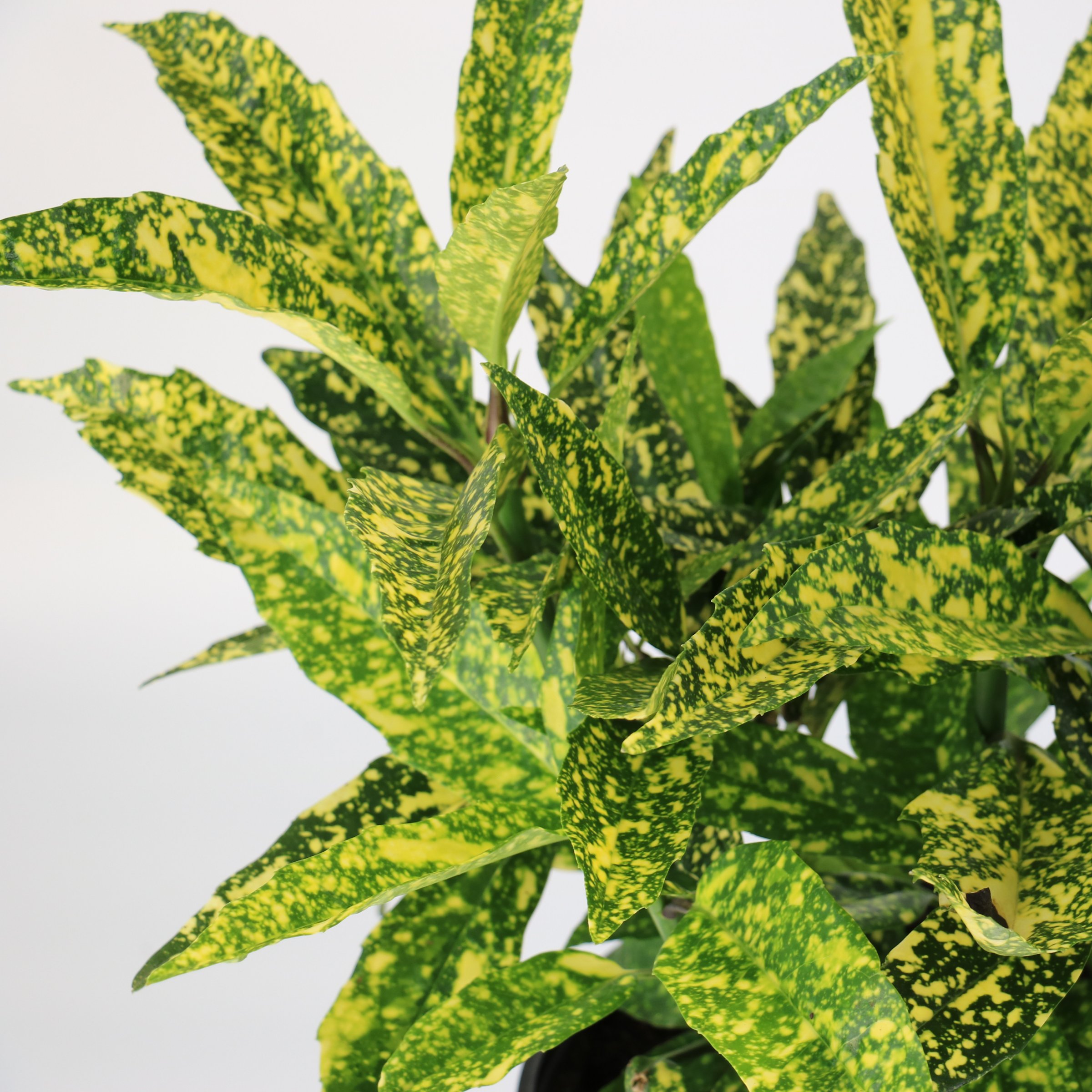3 gal. Hosaba Hoshifu Acuba Shrub